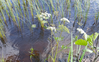Valkokukkainen myrkkykeiso kuvattu järvivedessä.