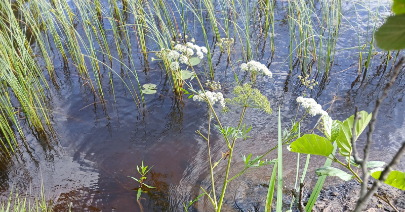 Valkokukkainen myrkkykeiso kuvattu järvivedessä.