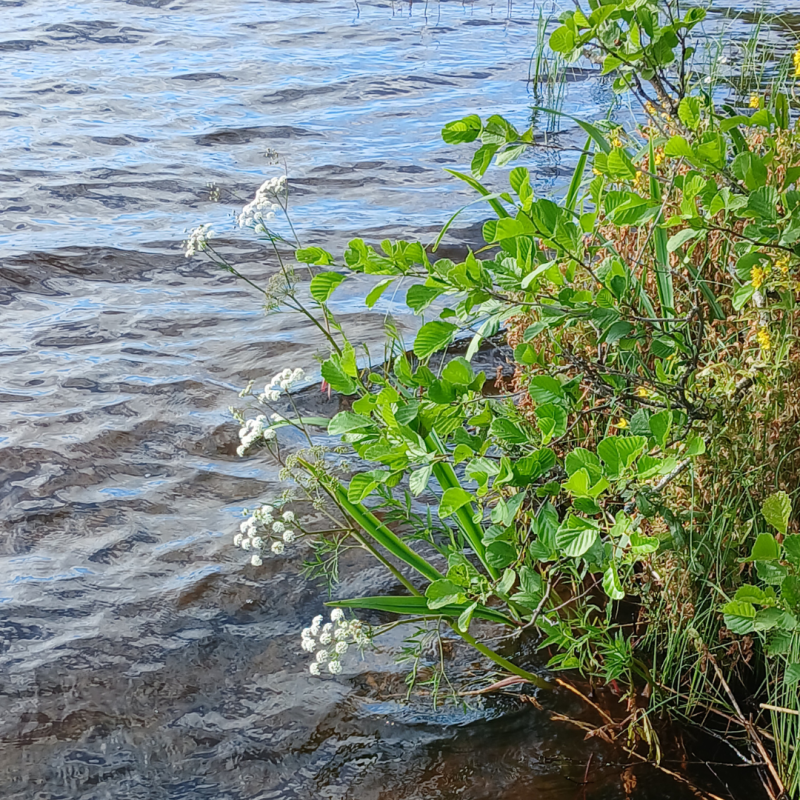 Myrkkykeisoa järven rannalla.
